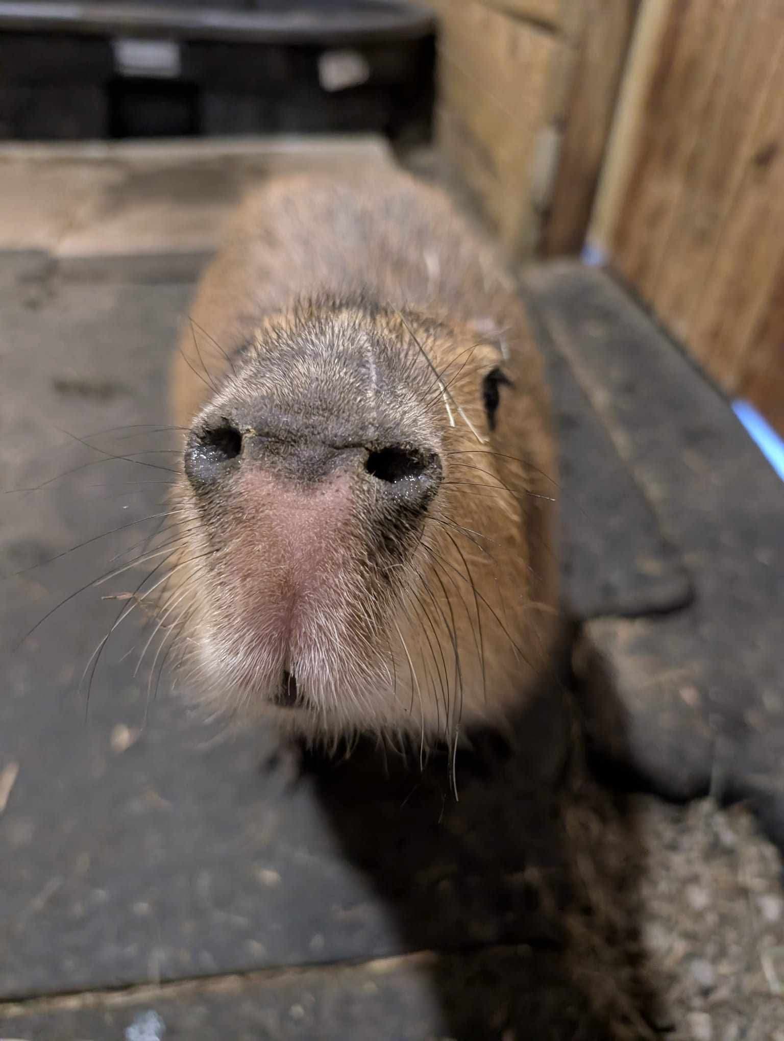 Kangaroos & Capybaras: Afternoon Animal Encounters at Big Dreams Ranch, Ira Township MI photo 3