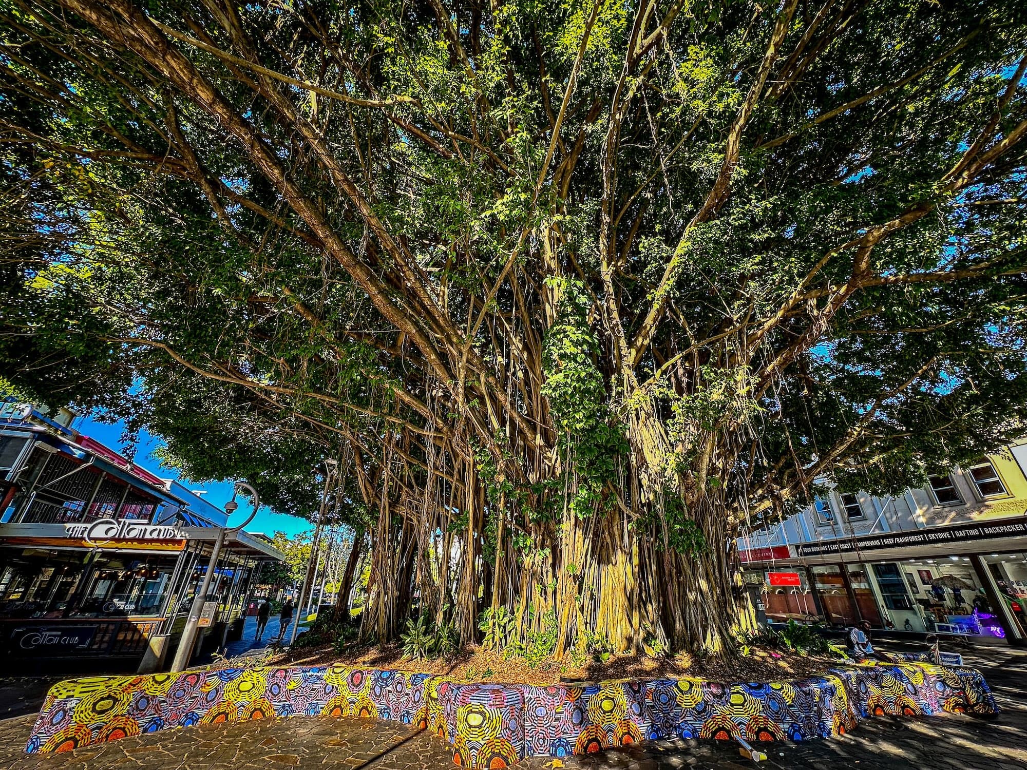 Cairns Urban Walking Tours fleet
