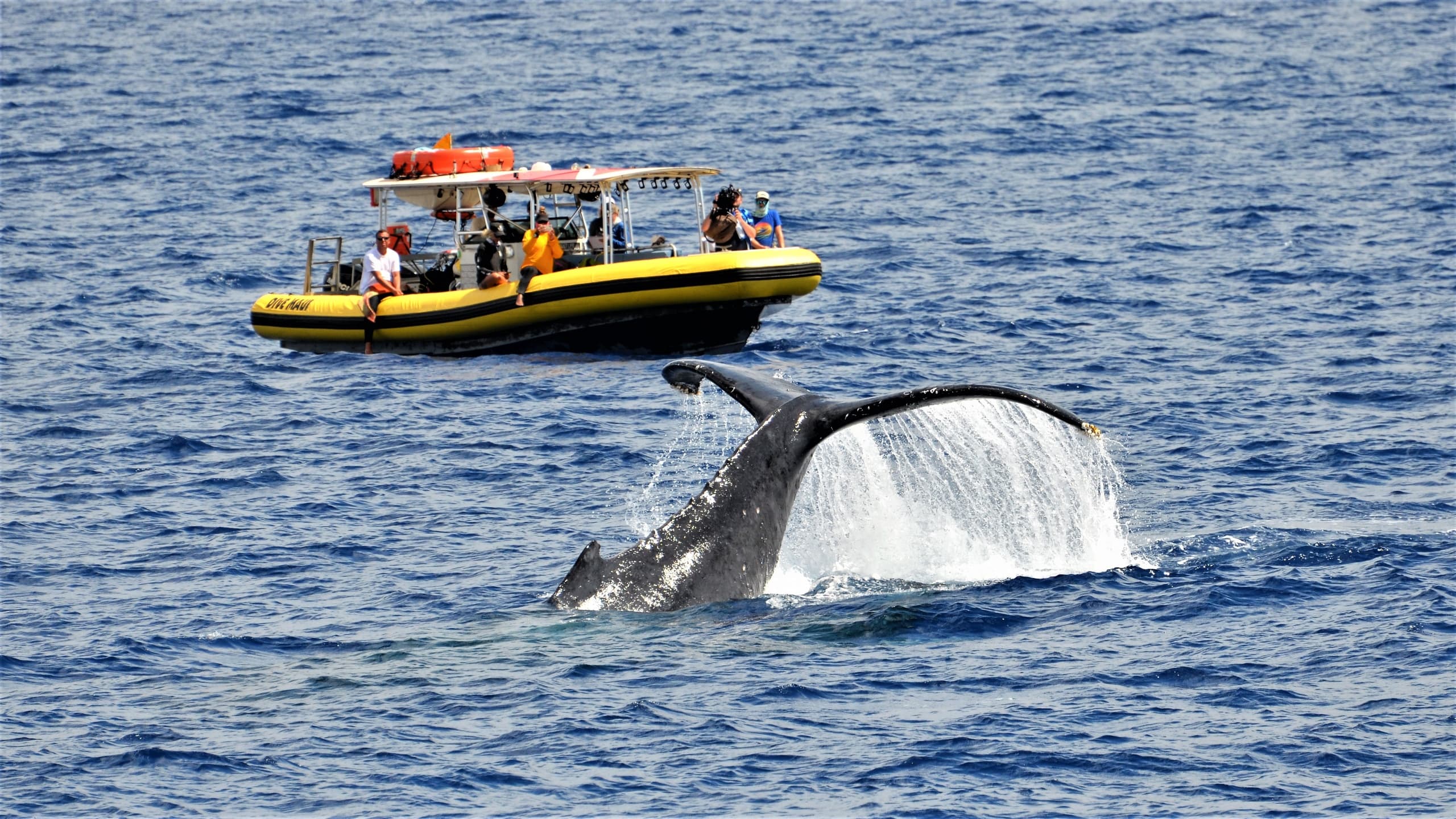 Sunset Whale Watch in Lahaina, Maui