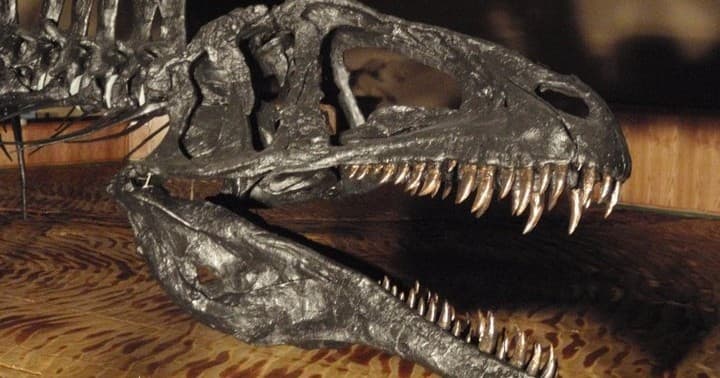 Close-up fossilized dinosaur skull display in museum