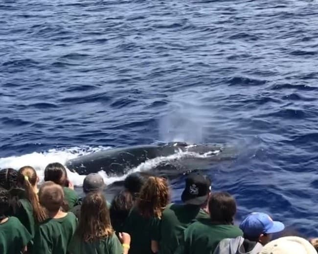 Keiki Whalewatch with PacWhale Eco-Adventures in Wailuku