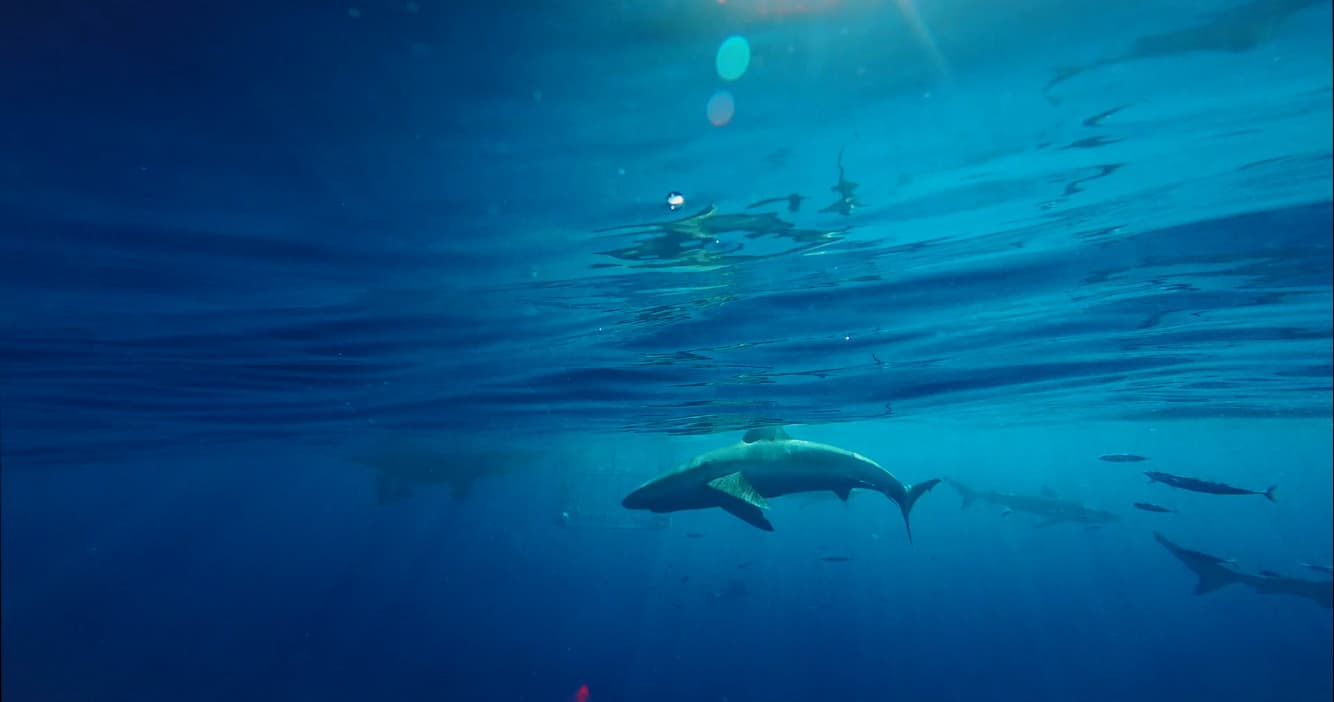 Shark swimming beneath surface in deep tropical blue ocean