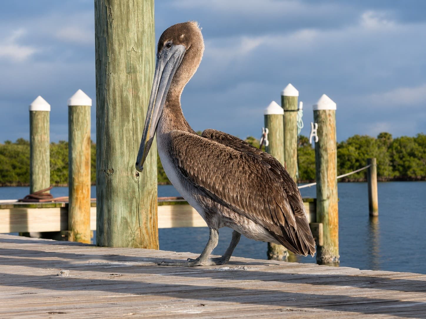 Paddle Indian River Lagoon: SUP & Kayak Rentals at Sebastian Inlet photo 2