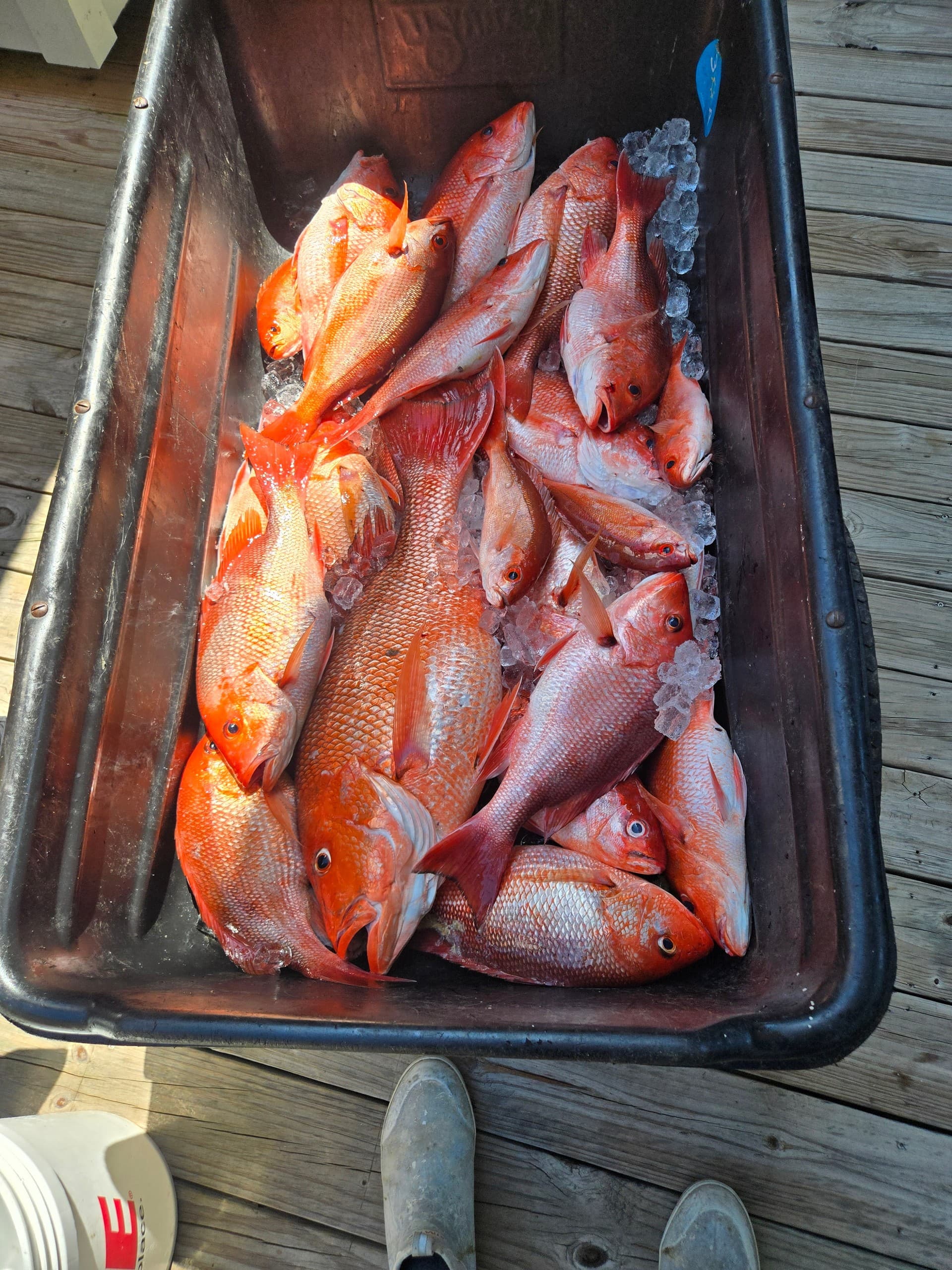 Nearshore Fishing in Orange Beach: Family-Friendly Charters Aboard Sea Chelles photo 3