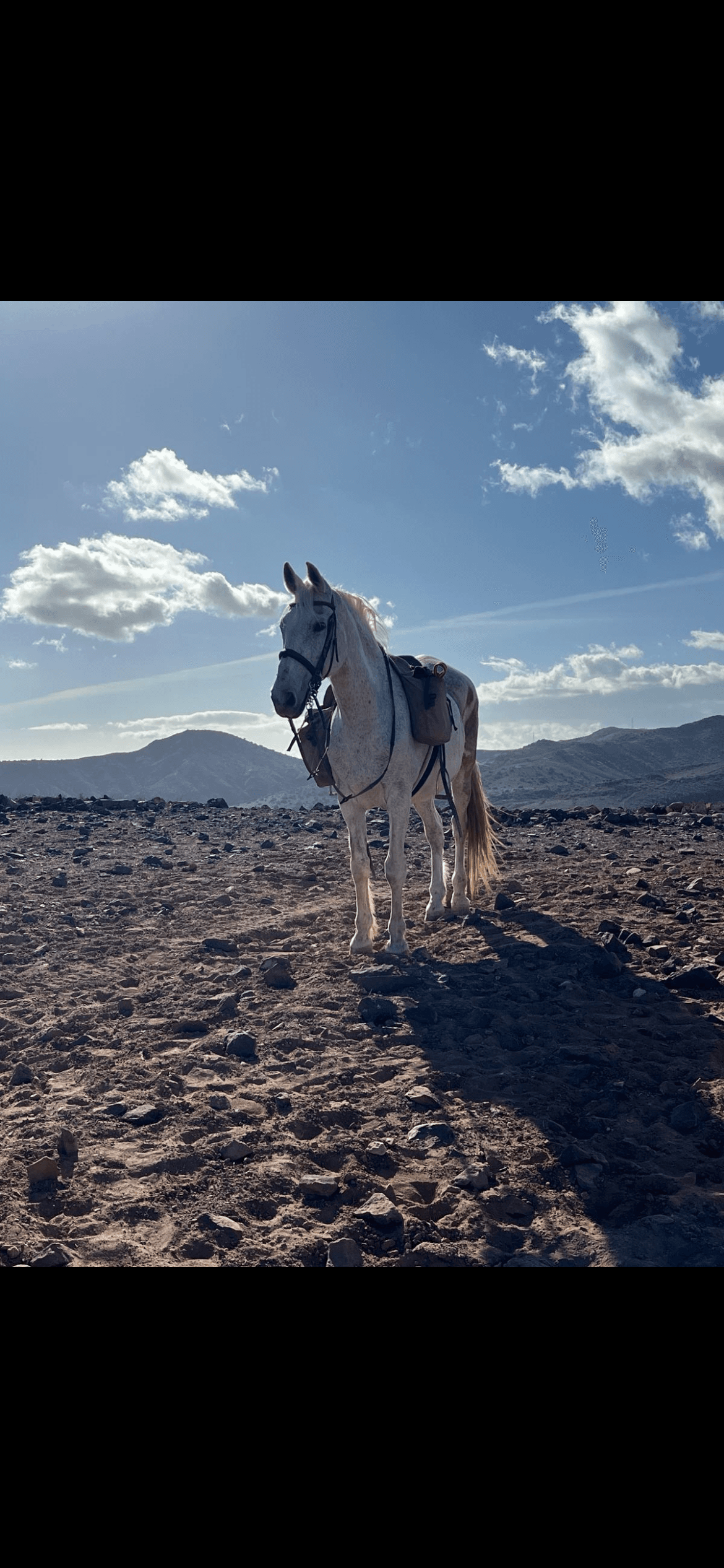 White horse standing on sandy plain under dramatic sky