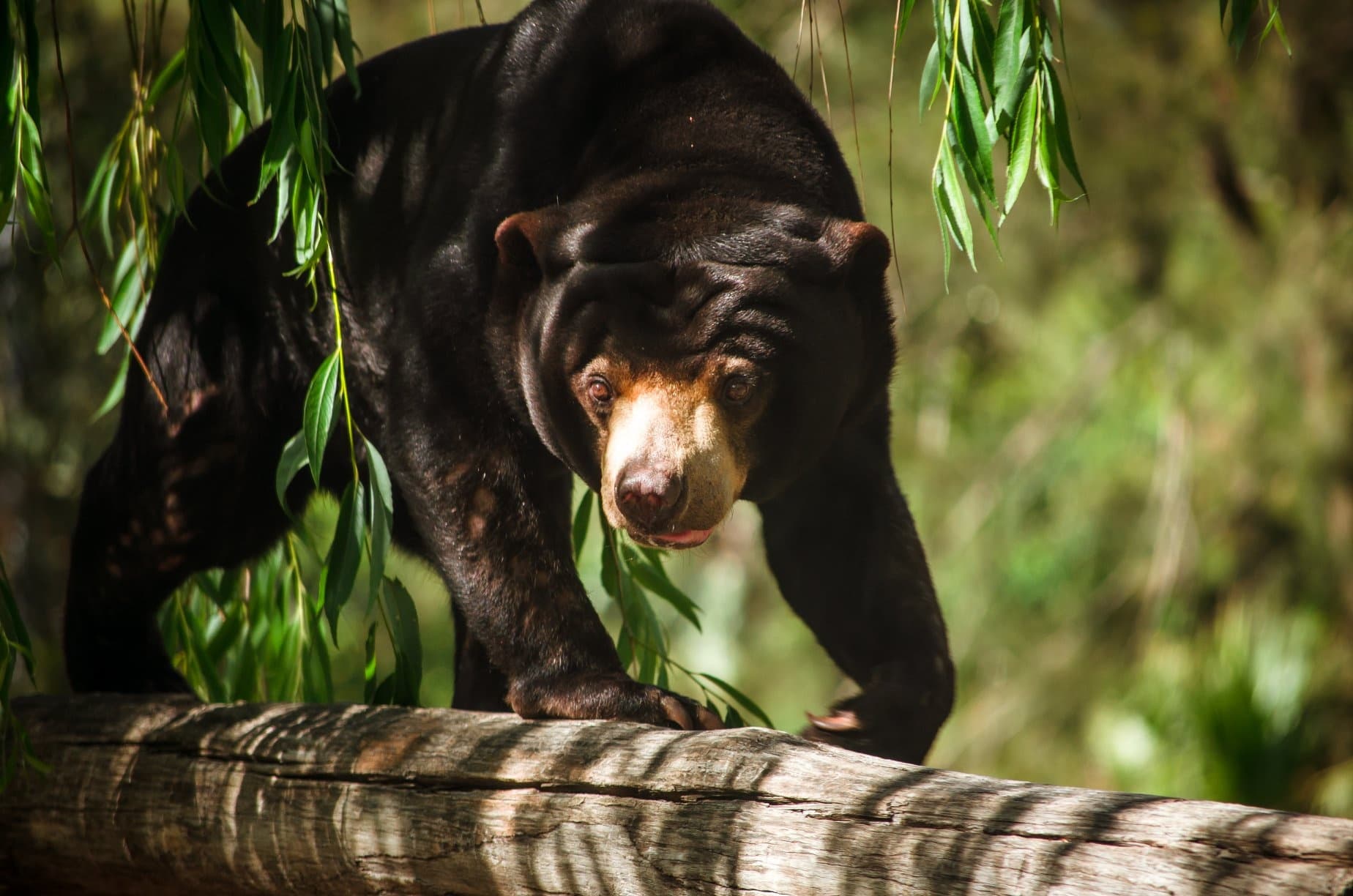 Wildlife & Conservation: Sun Bear Encounter at Canberra Zoo