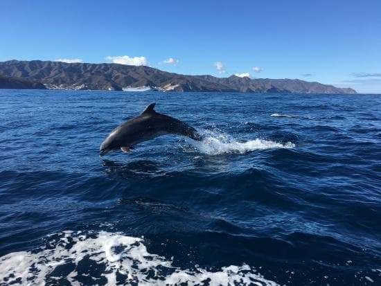 Dolphin & Sea Lion Tour | Dolphin in Avalon, California