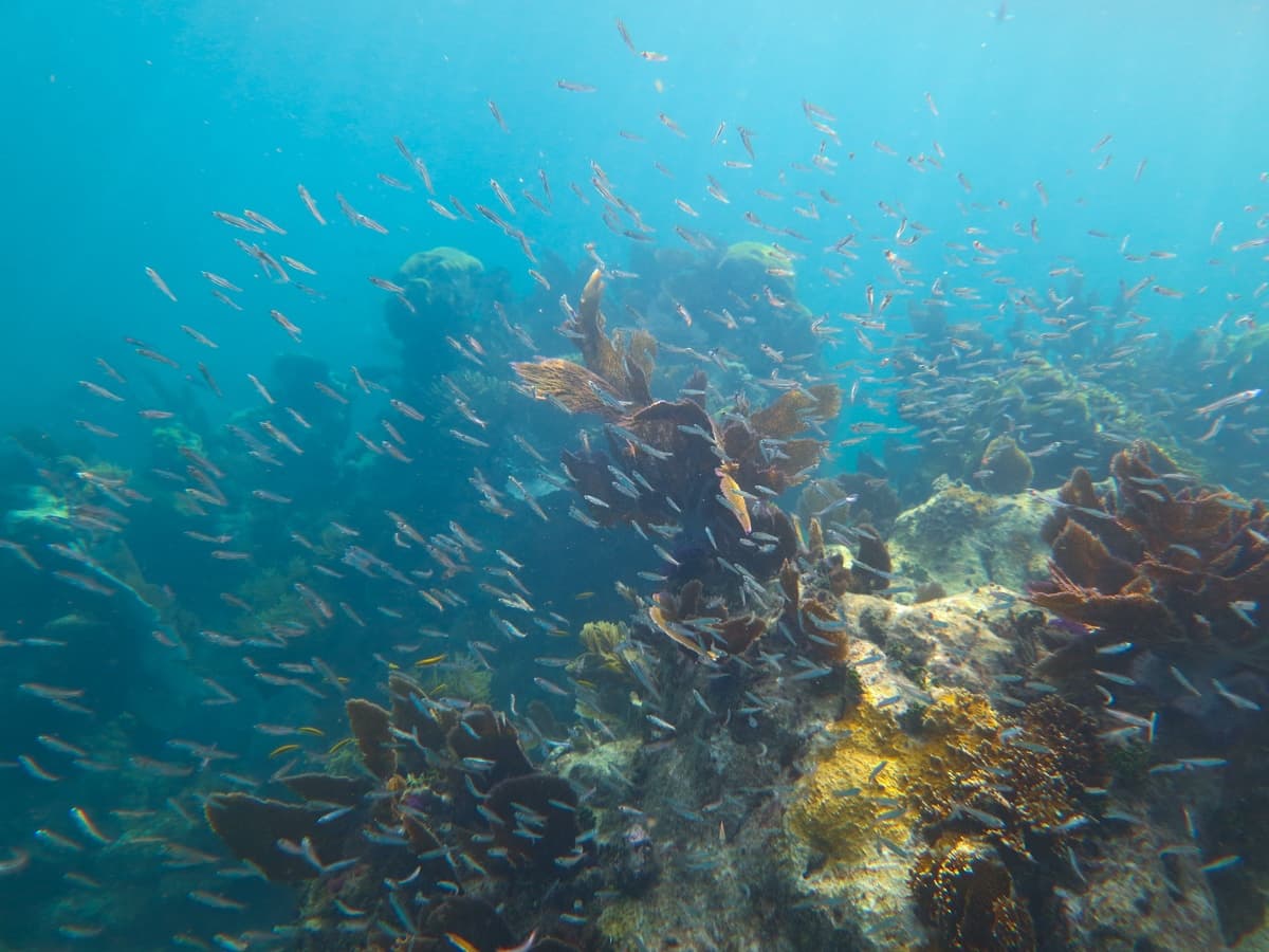 Key West Sandbar and Snorkel Trip — 6-Hour Charter Aboard Still Dreamin' photo 2