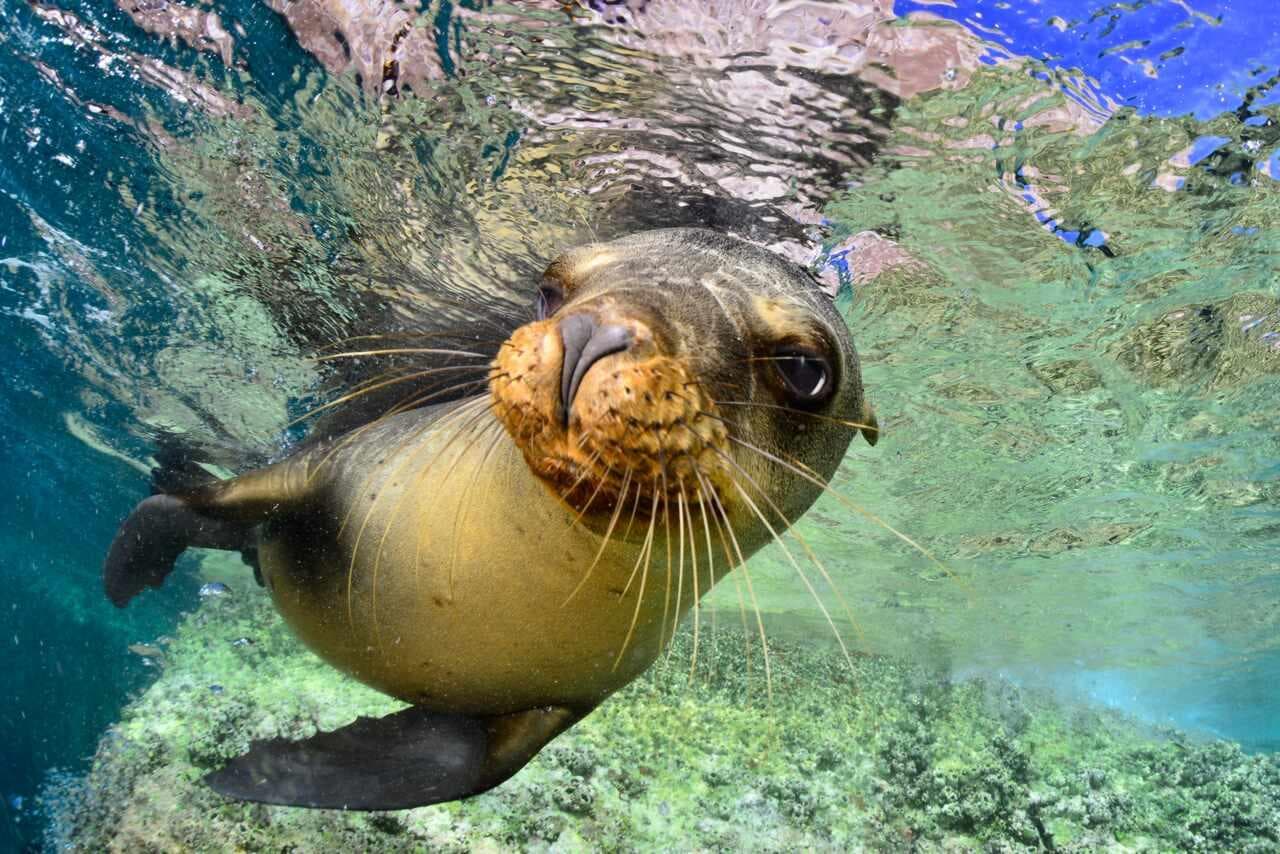 Water Activities & Wildlife at Espiritu Santo Island with RED Travel Mexico