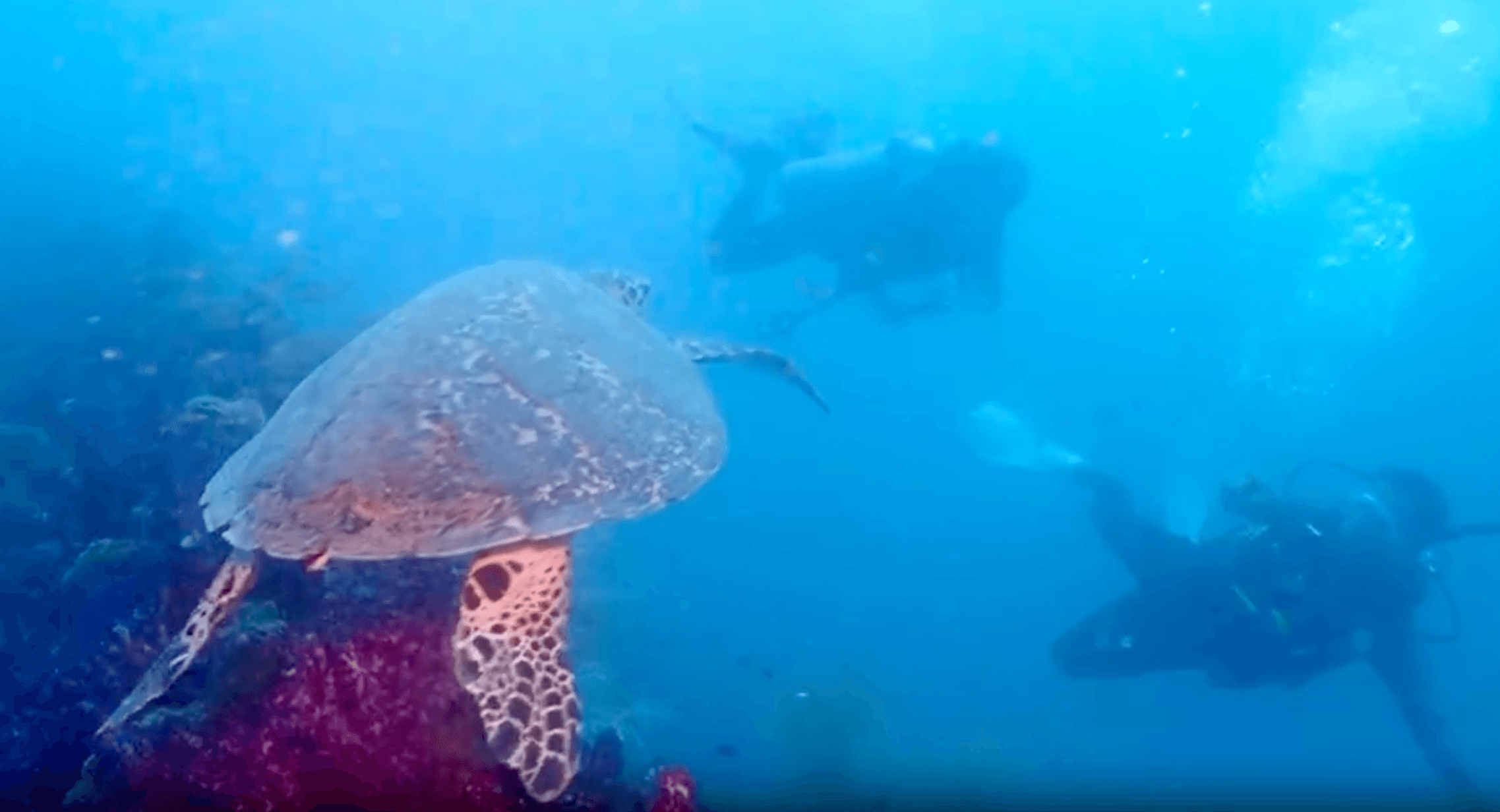 PADI Advanced Open Water Course in the Whitsundays: Dive Deeper and Explore More
