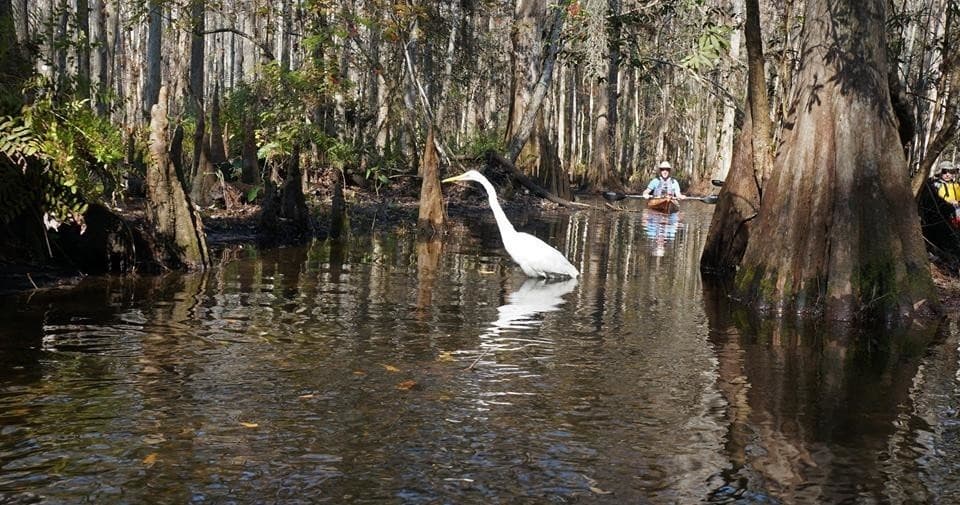 Egret wading in cypress swamp near paddlers on calm water