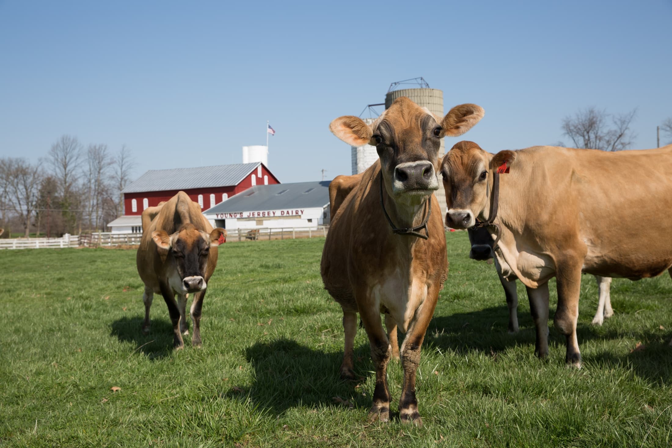 Water Activities at Young's Jersey Dairy: Fun for All Ages