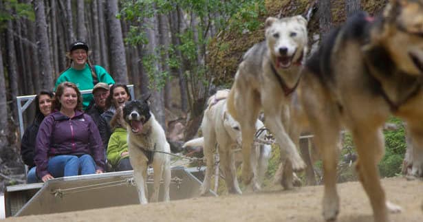 Yukon Dog Sledding & Sightseeing with Southeast Tours in Skagway