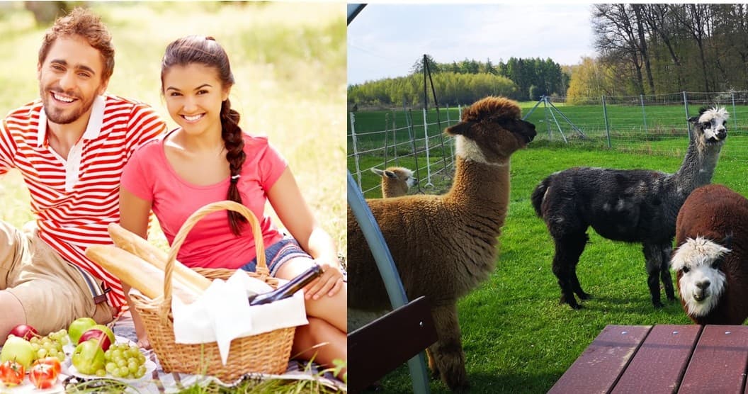 Outdoor Food & Animal Encounters at Teuto-Alpakas
