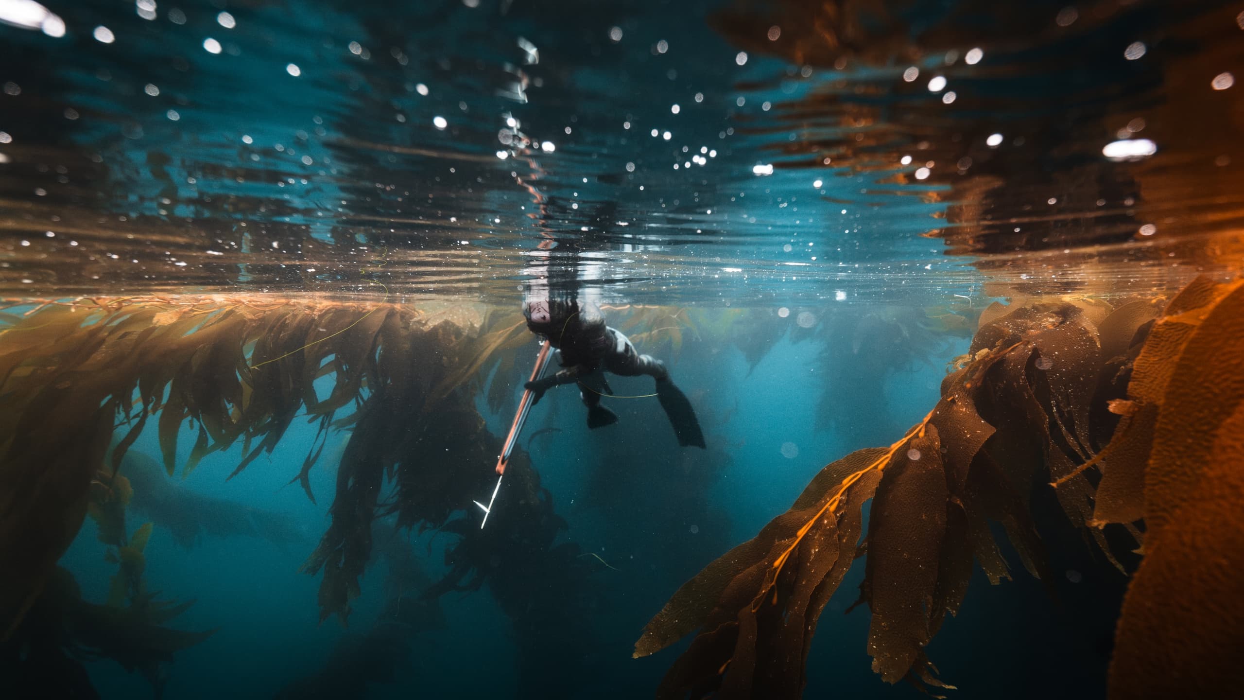 Monterey Intro to Spearfishing Course in Carmel