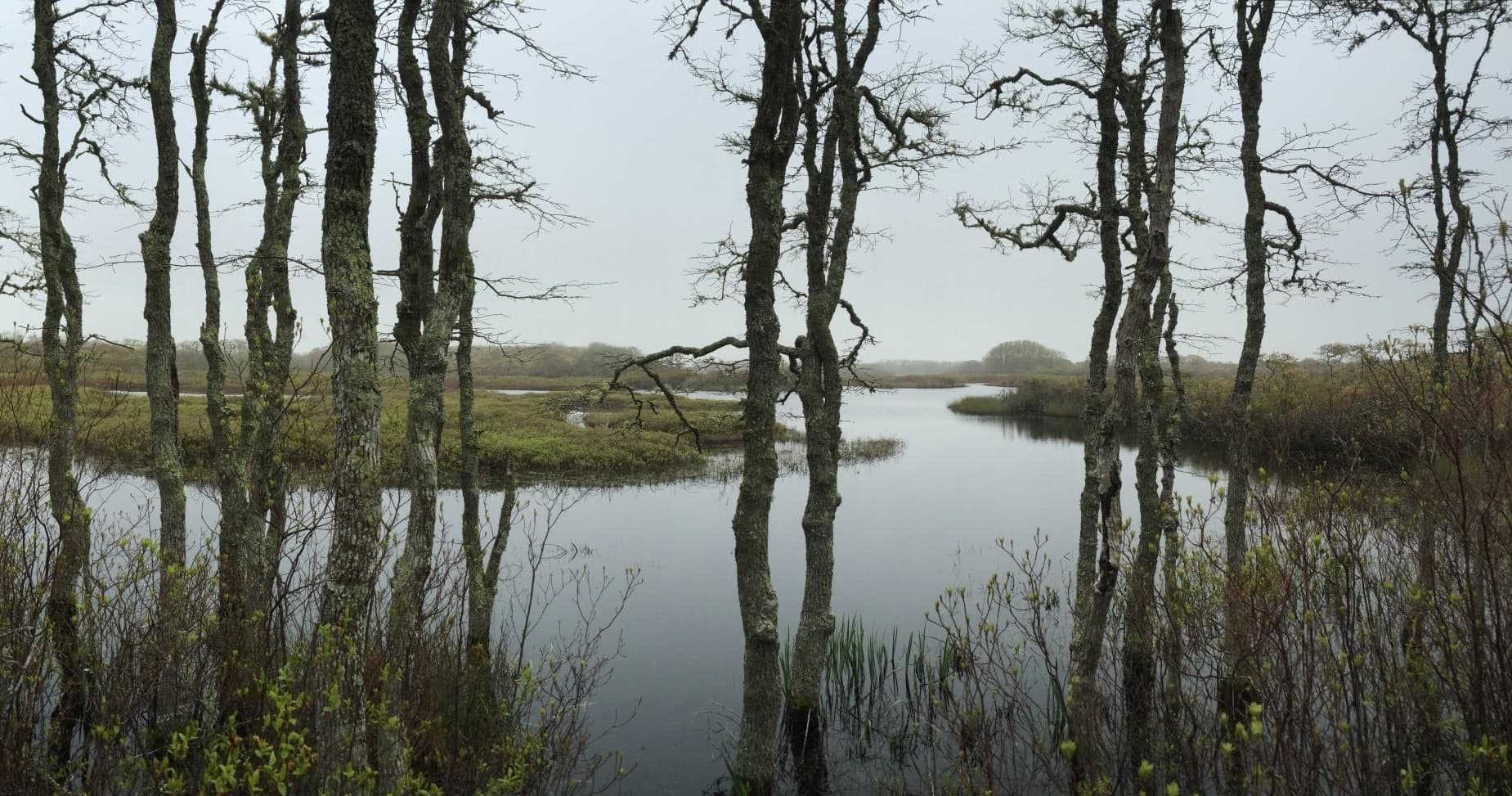 Explore Lost Farm Sanctuary: Nantucket’s Hidden 90-Acre Natural Retreat