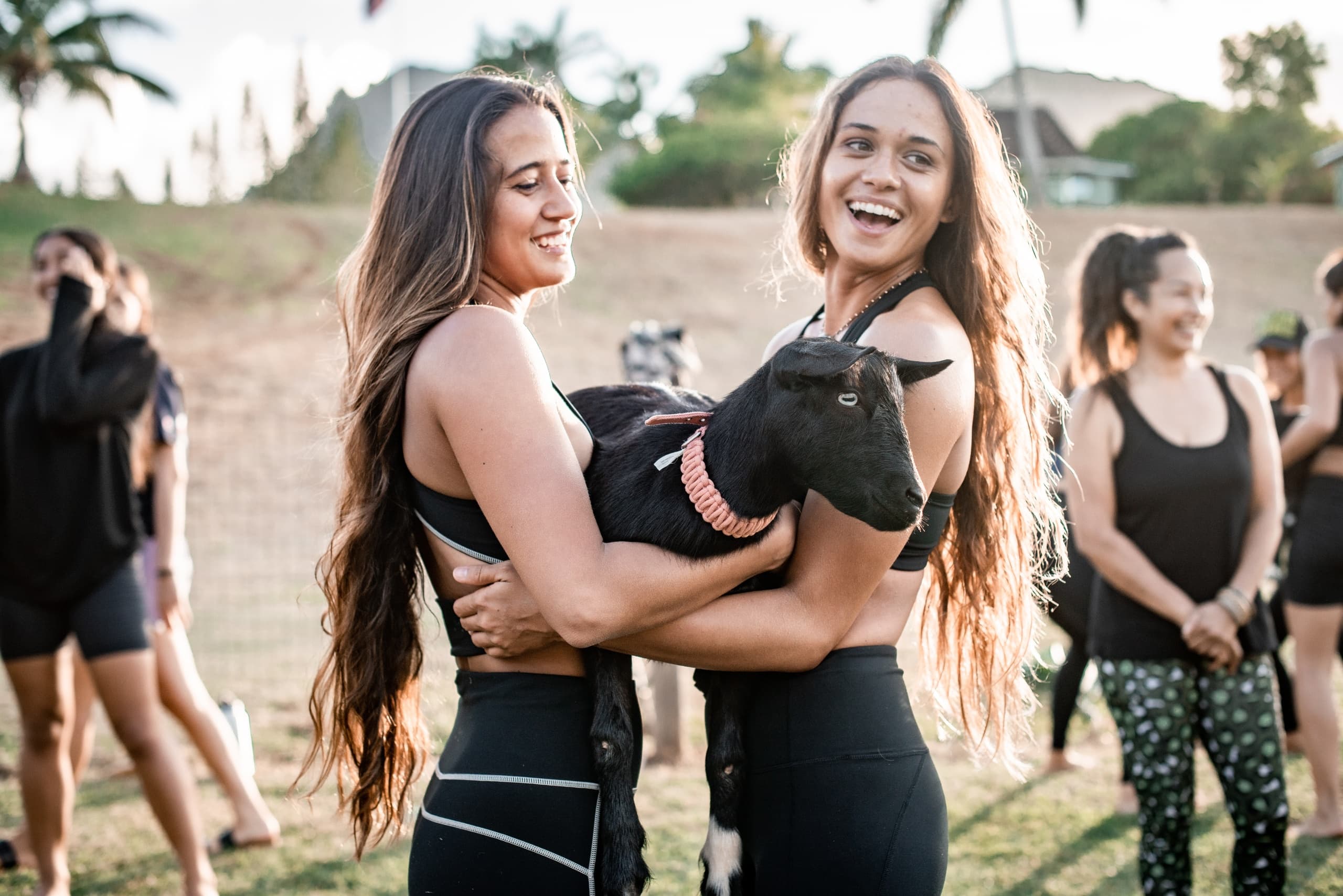 Goat Yoga Group Sessions with 808 Goat Yoga Kauai