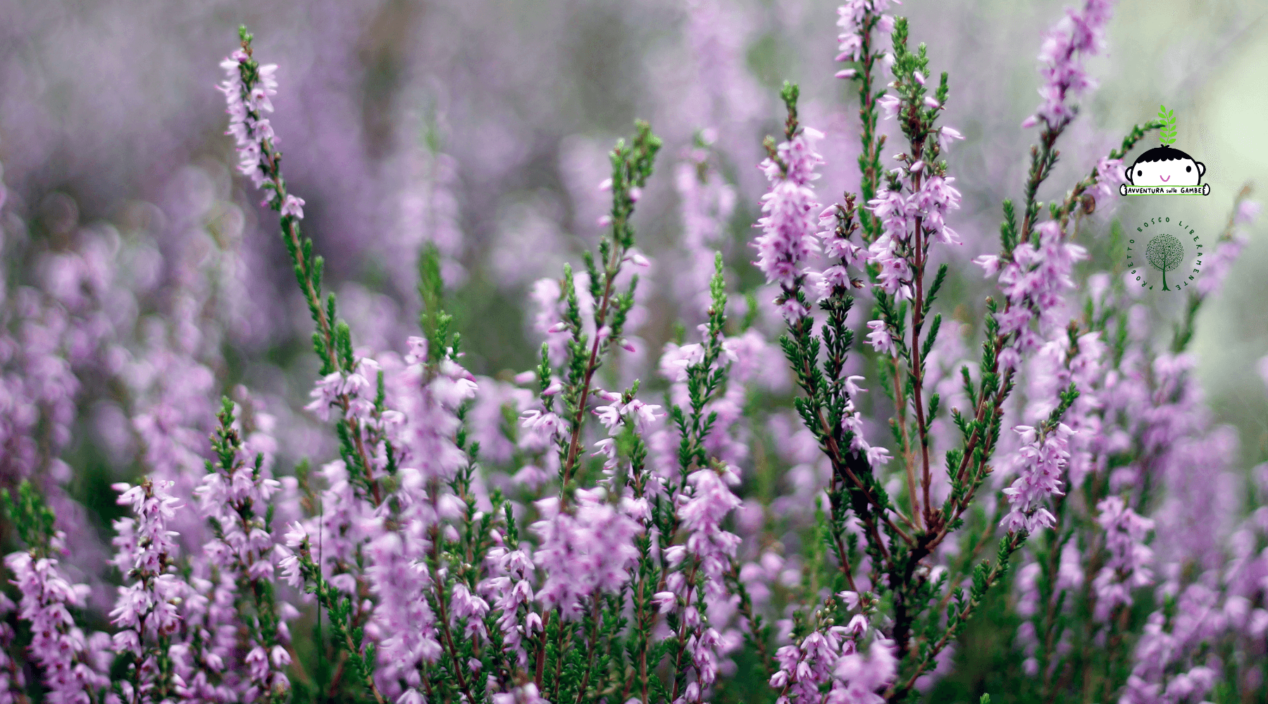Water Activities & Benessere in Savana: Forest Bathing at Baraggia Biellese