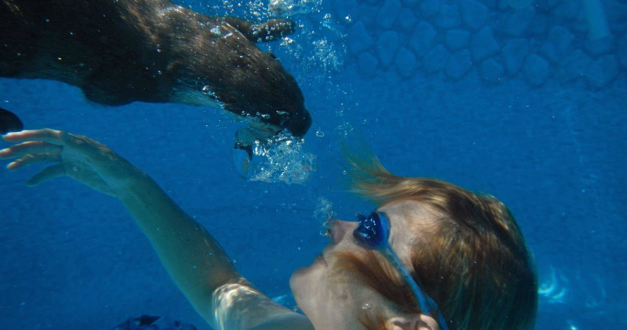 Swimmer interacting with otter underwater in blue pool