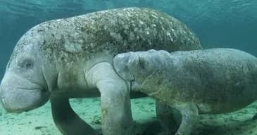 Swim With Manatee Tour | Snorkel in Crystal River, Florida photo 1