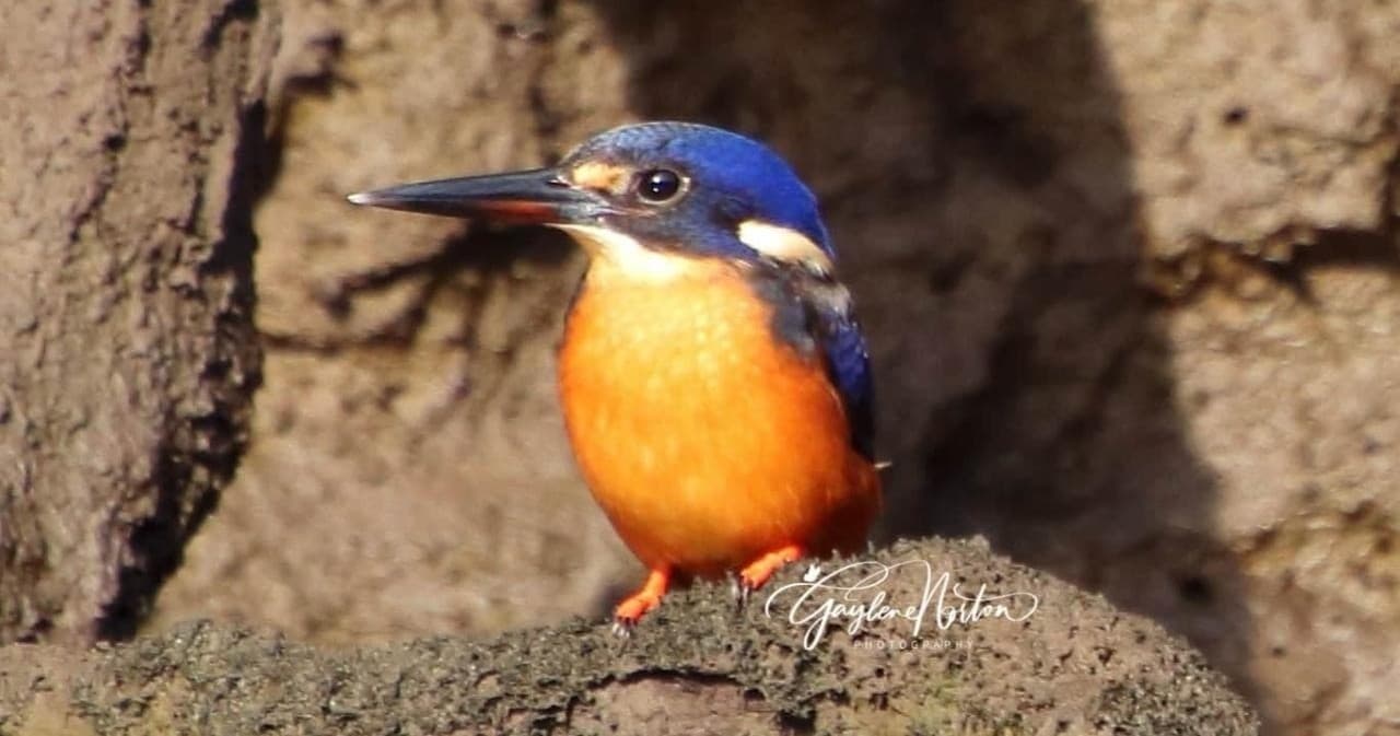 Bird Photography Cruise with Riverlinks Tasmania on Leven River