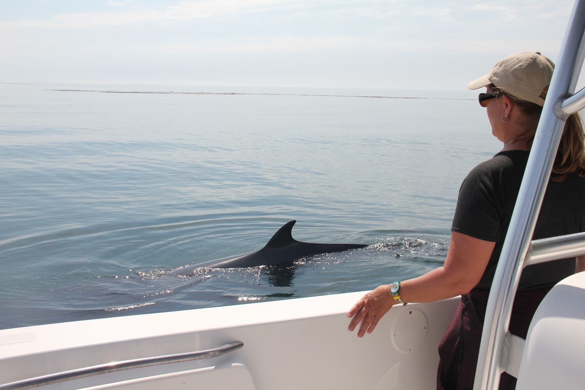 Dolphin watching from boat on calm coastal waters, passenger observing