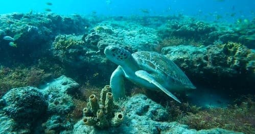 Green sea turtle near coral reef during South Florida snorkel
