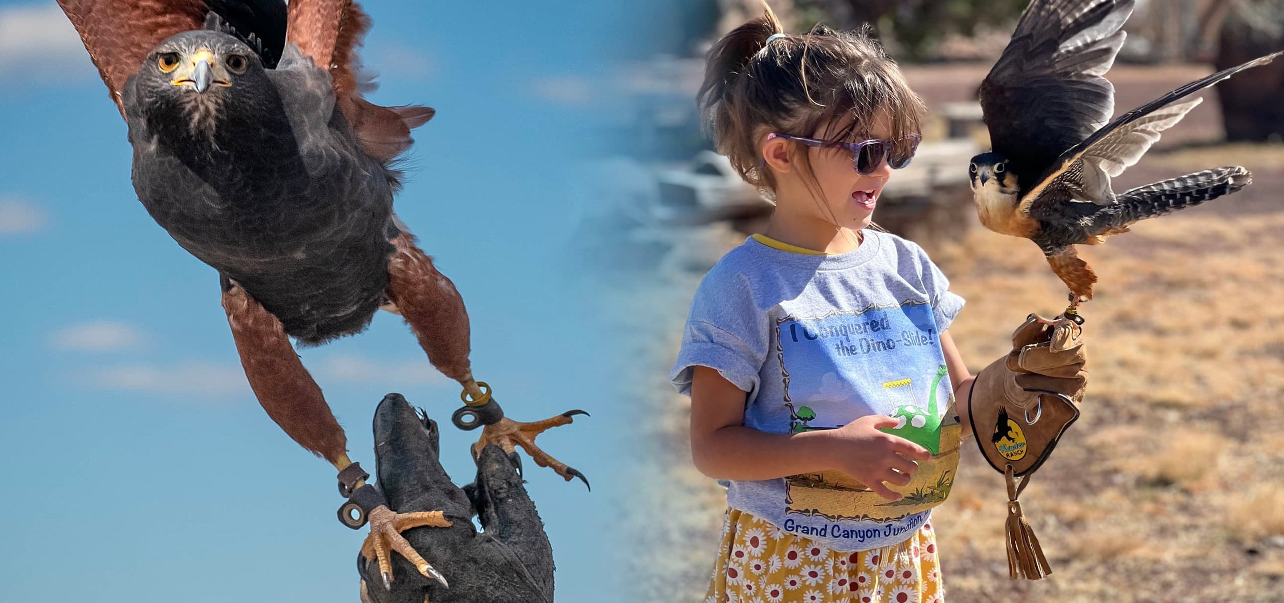 Falconry Hunting 101 in Williams, Arizona