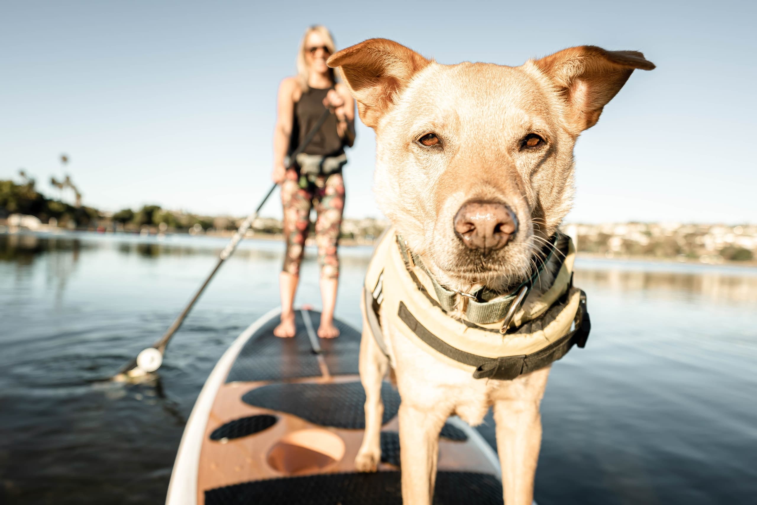 SUP Pups: Stand-Up Paddleboarding with Dogs in San Diego