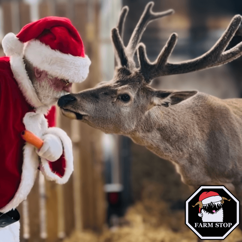 Experience the ASN Relaxed Santa’s Grotto & Festive Farm Visit in Portlethen, Scotland
