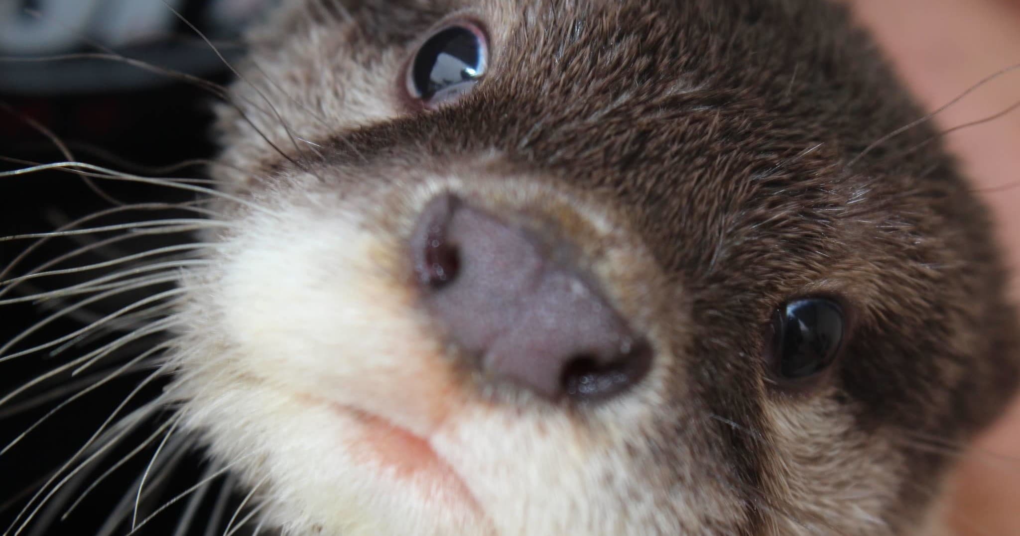 Curious otter close-up portrait, up-close wildlife education encounter