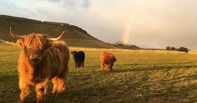 Highland cattle grazing on Wensleydale hills at sunset