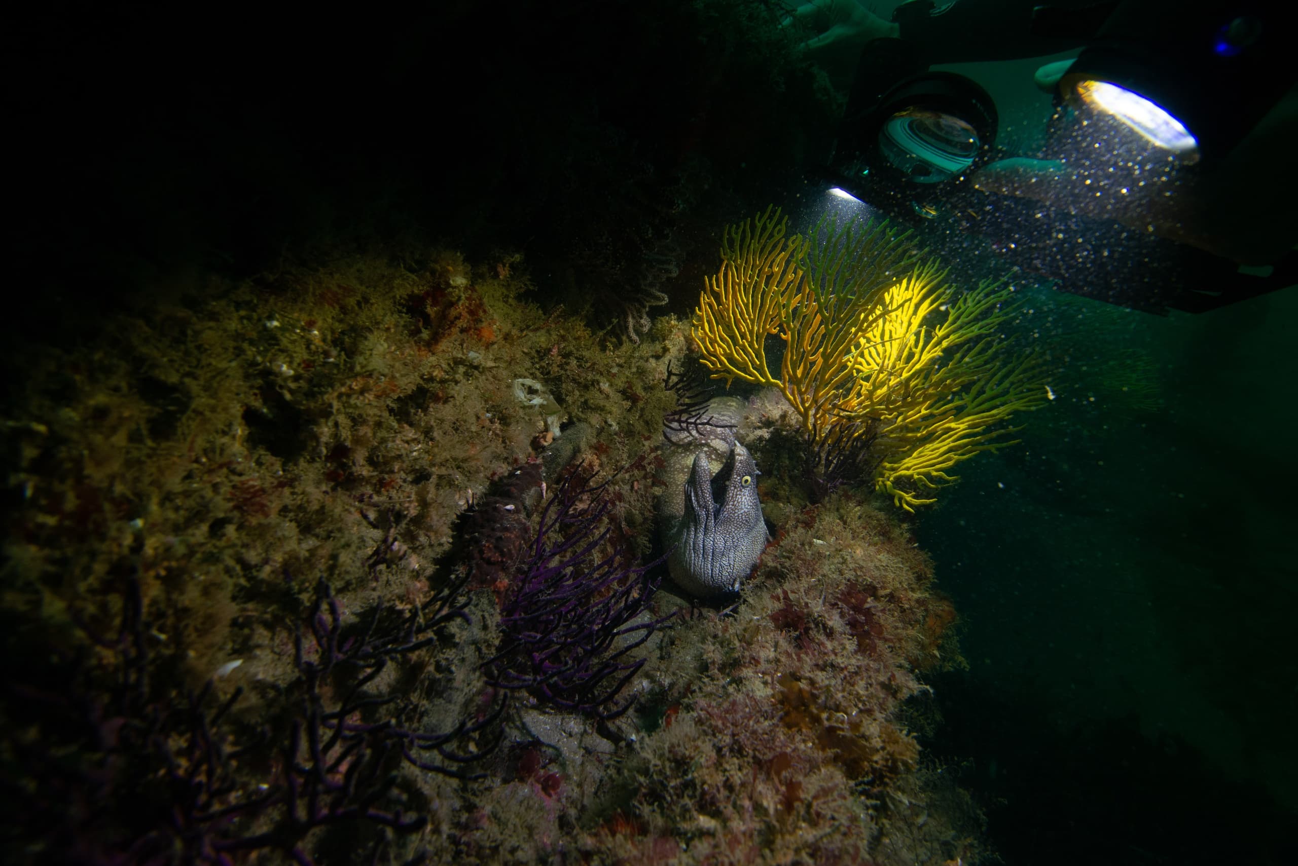 Night Diving in Cabo: Bioluminescence & After-Dark Marine Encounters photo 2