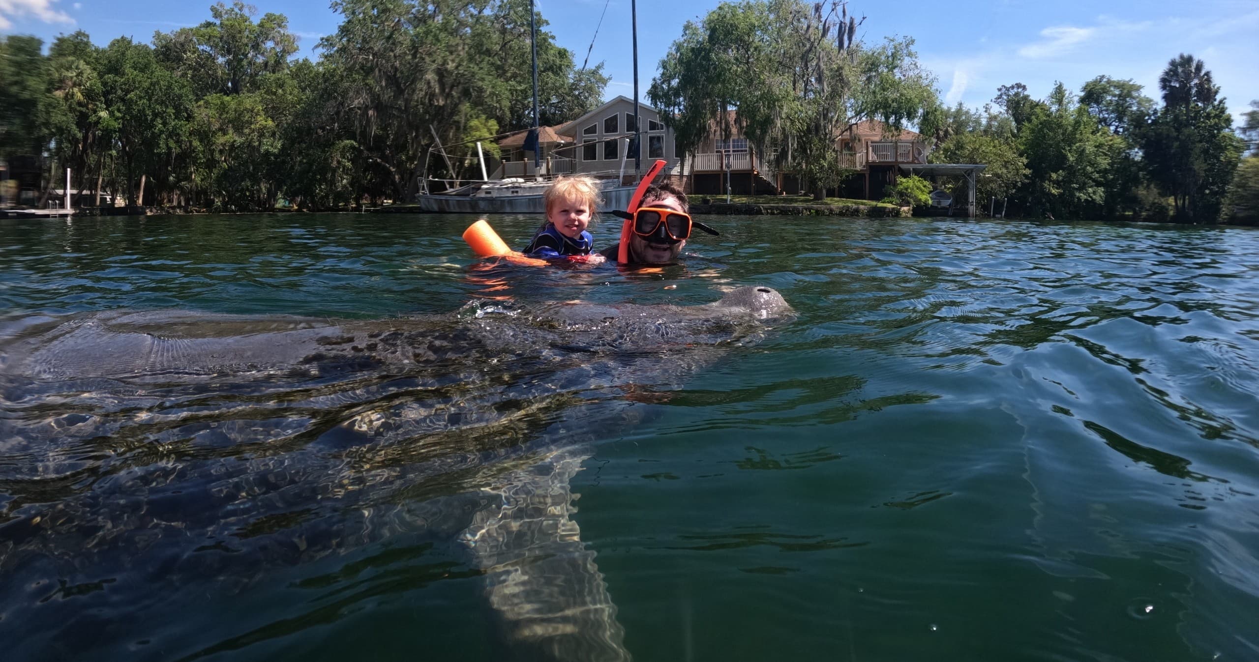 Private Manatee Snorkeling Tour in Crystal River: Swim with Wild Manatees at King's Bay photo 4