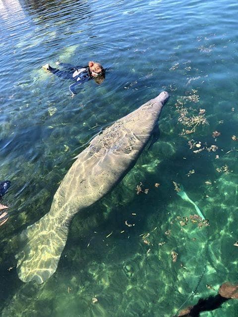 Manatee Swimming with Seadaddys Adventures in Meigs