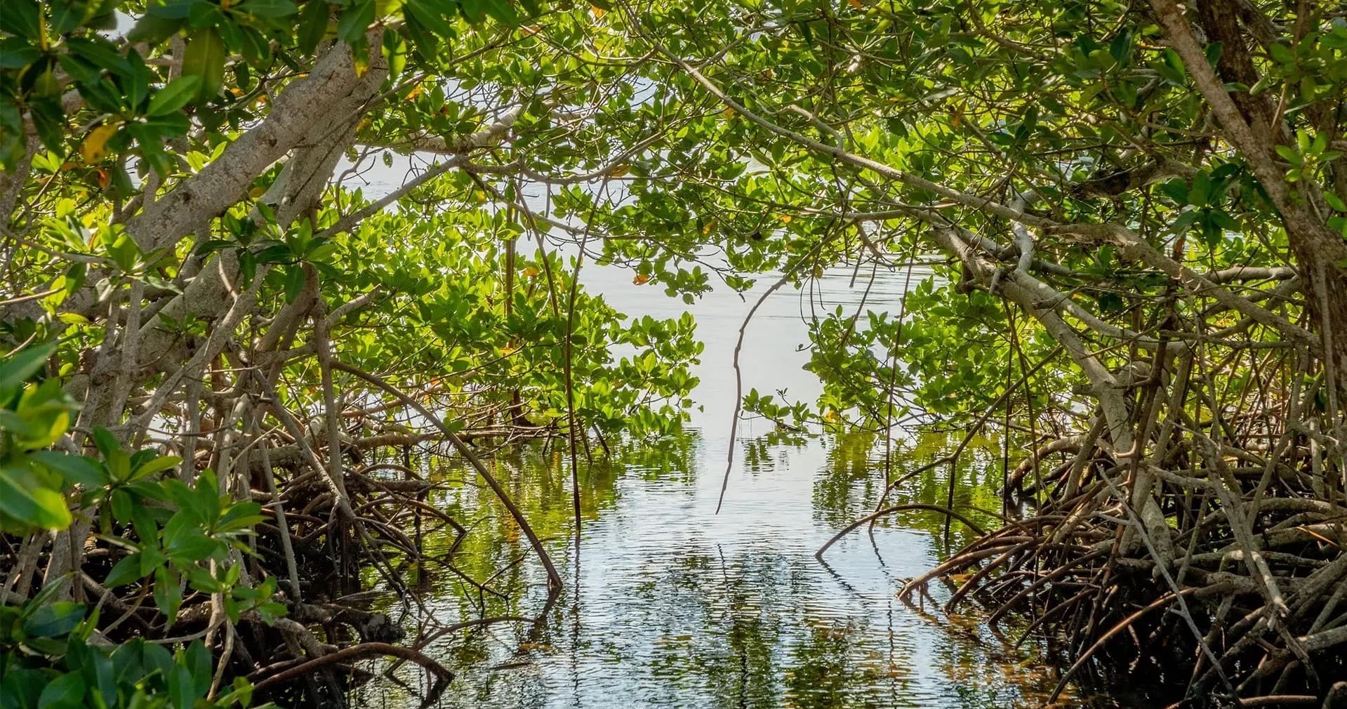 Mangrove tunnel paddle through coastal mangroves in Florida