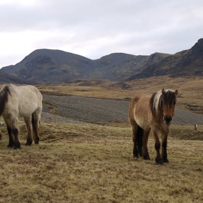 Water Activities with Arisaig Marine Ltd: Discover Rum from Eigg