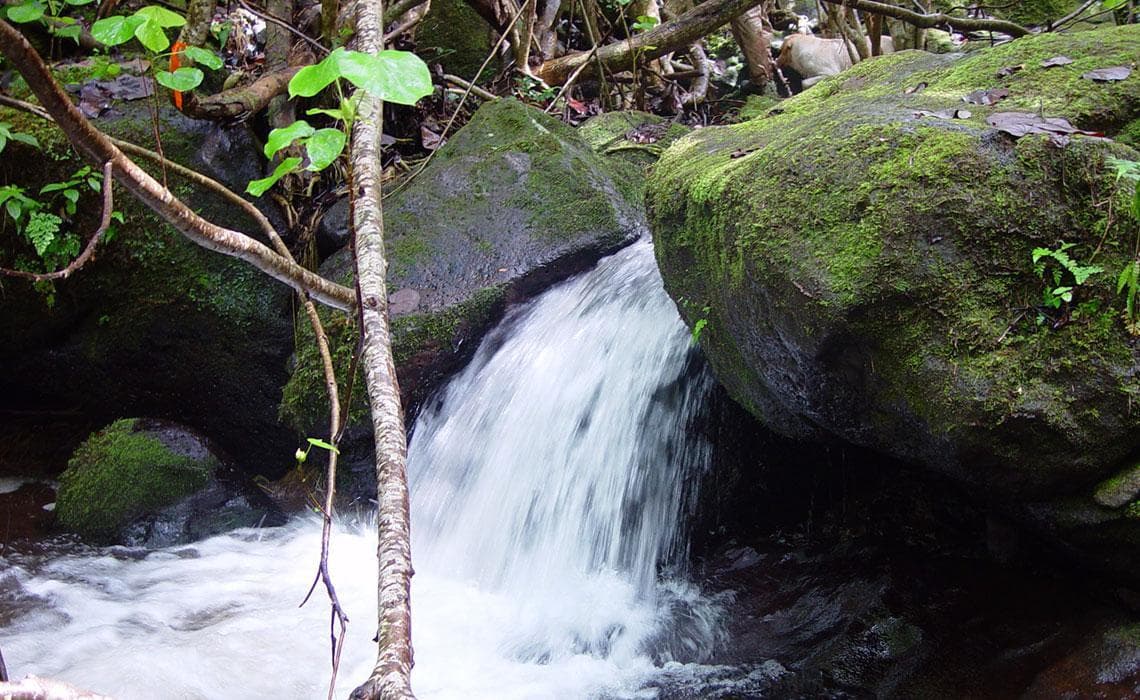 Forest waterfall cascading over mossy boulders on trail