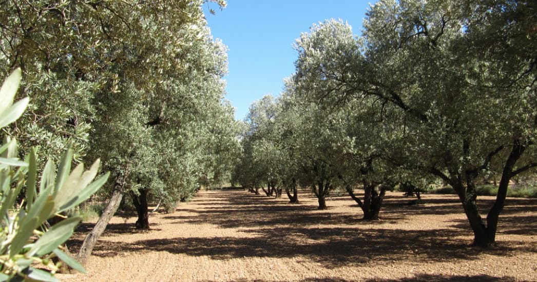Olive Oil Tasting & Historic Belchite Tour by Gastro Rutica 41 Spain