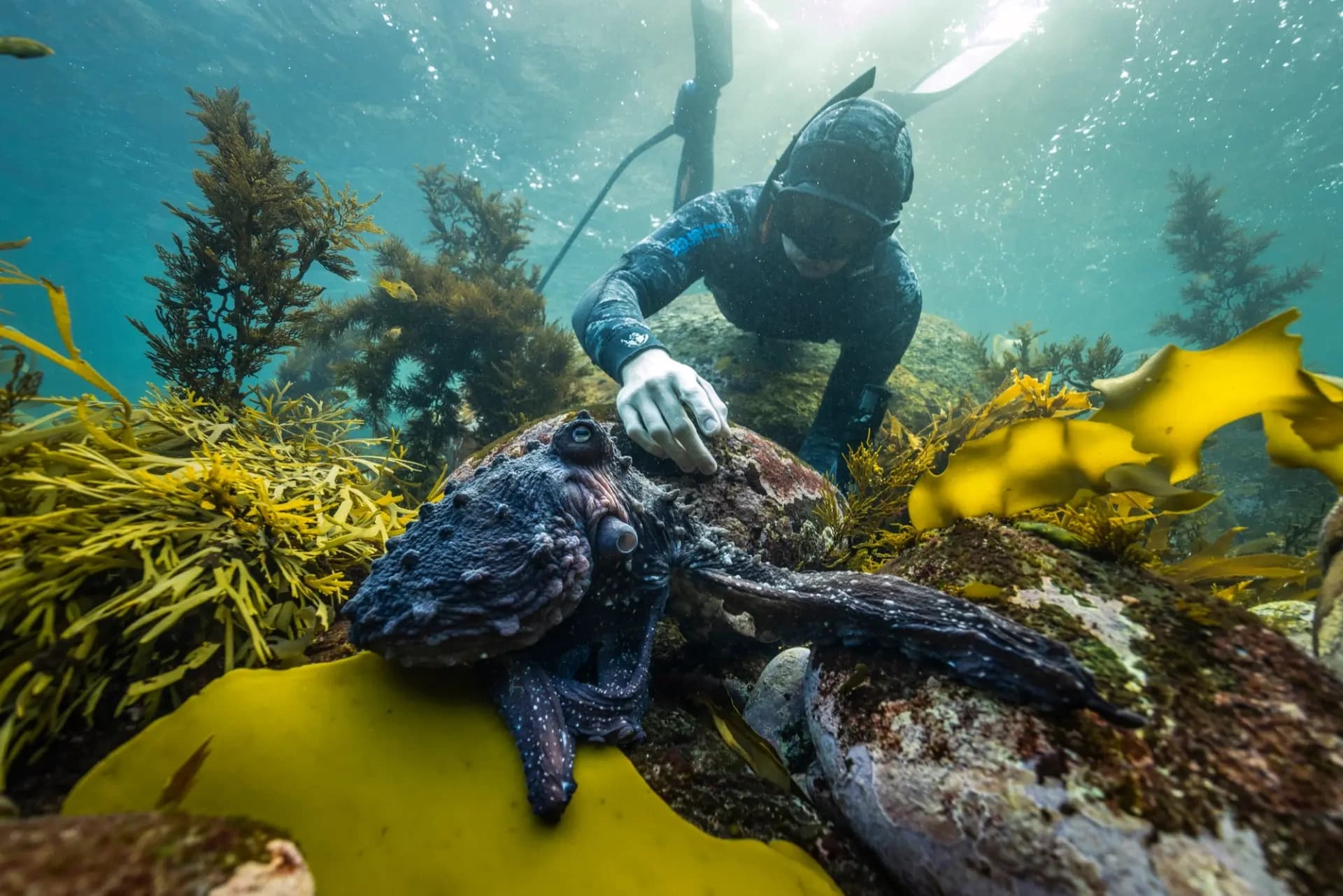 Freediver inspecting octopus in kelp forest near rocky reef