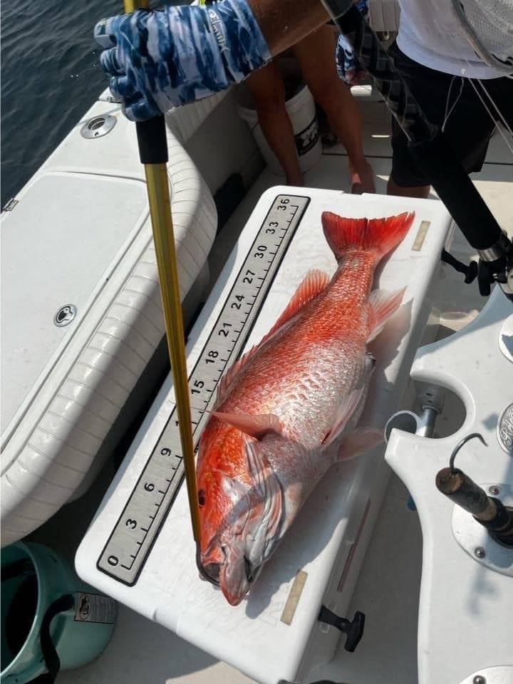 Large red snapper on boat measuring board after offshore fishing trip
