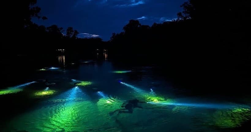 Night Dive Rainbow River: Florida's Crystal Spring After Dark
