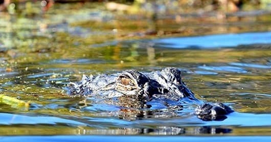 Explore the Wilds of Alligator River Refuge: Guided Kayak Tours in North Carolina's Coastal Wilderness