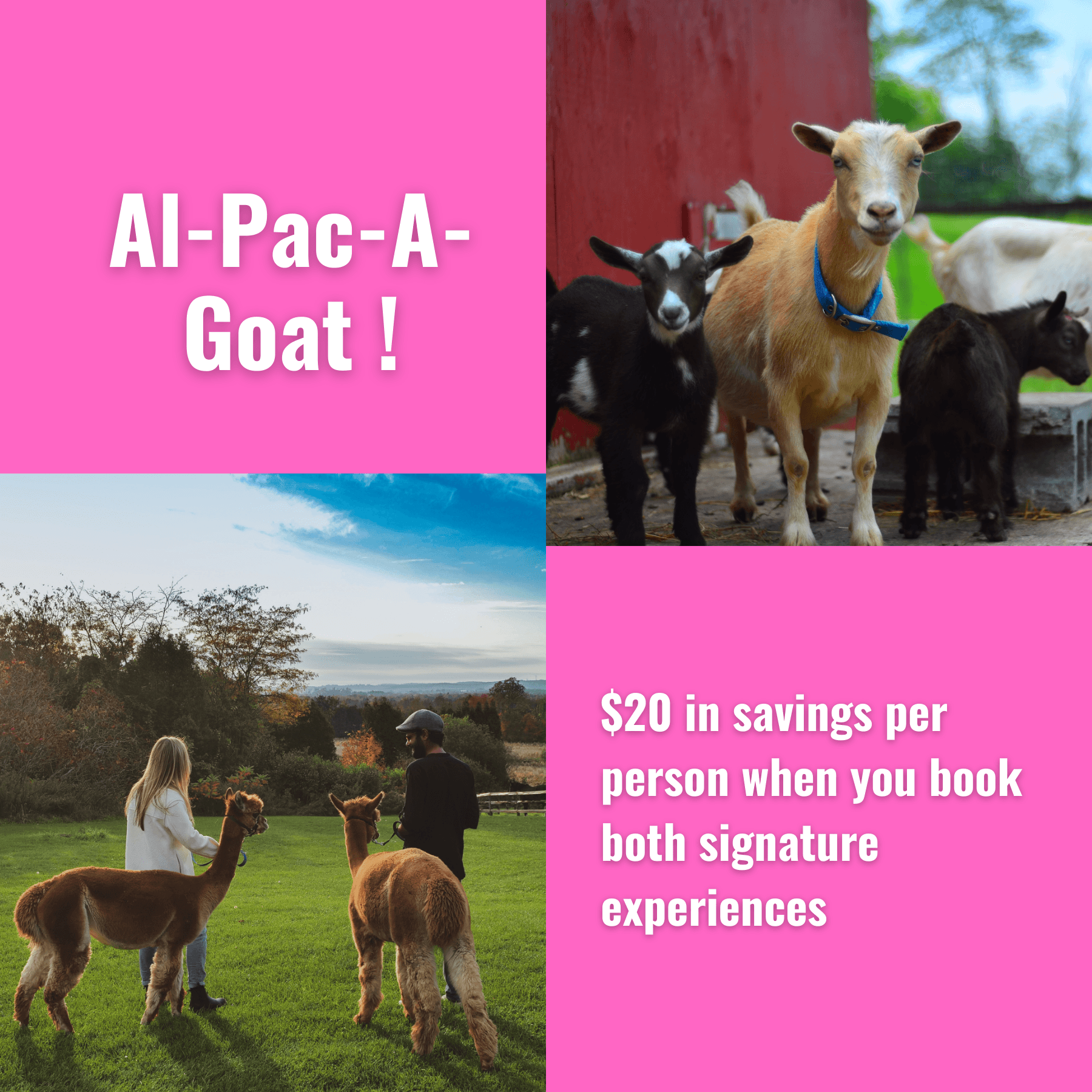 Wildlife & Farm Adventures at Haute Goat Farm