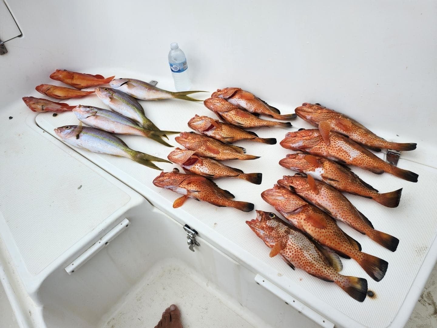 Water Activities & Isla Oeste Charters: Deep Drop & Reef Fishing