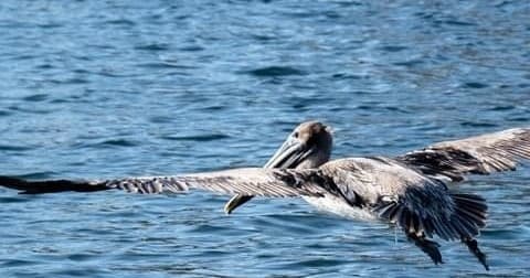 Brown pelican flying low over ocean during wildlife boat tour