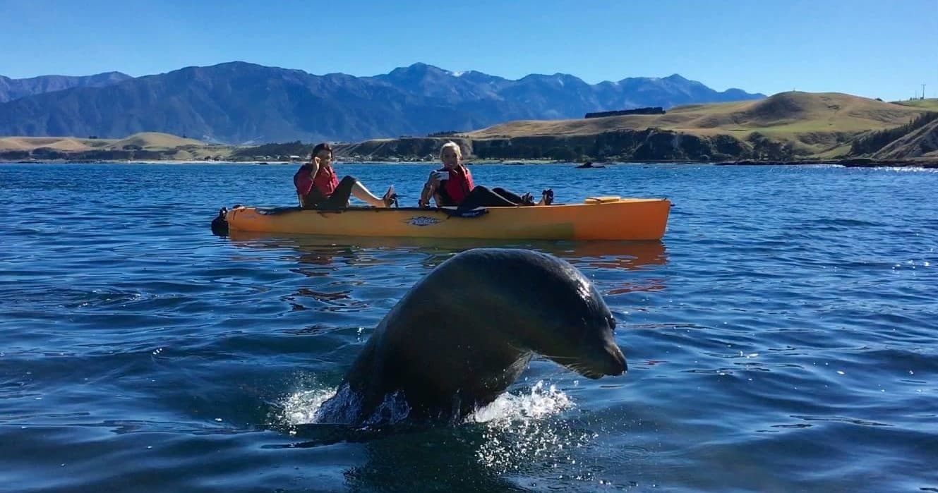 Two kayakers near breaching seal in clear coastal waters and mountains