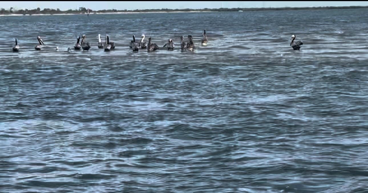 Dawn on the Matanzas: Private Eco Tour with Captain Adam photo 1
