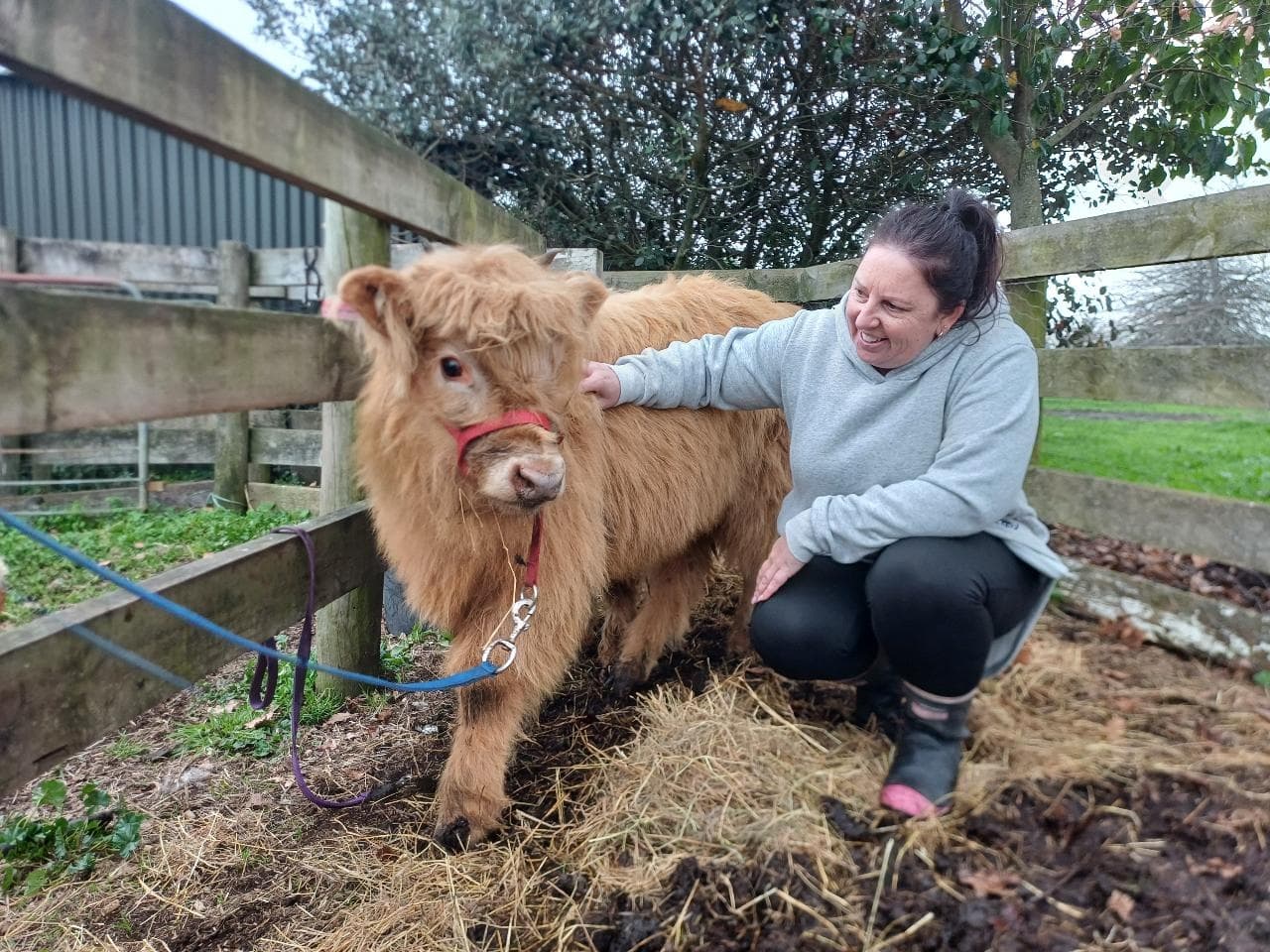 Brush a Highland Cow at Ralph Ranch: Short Farm Tour Near Hamilton photo 2