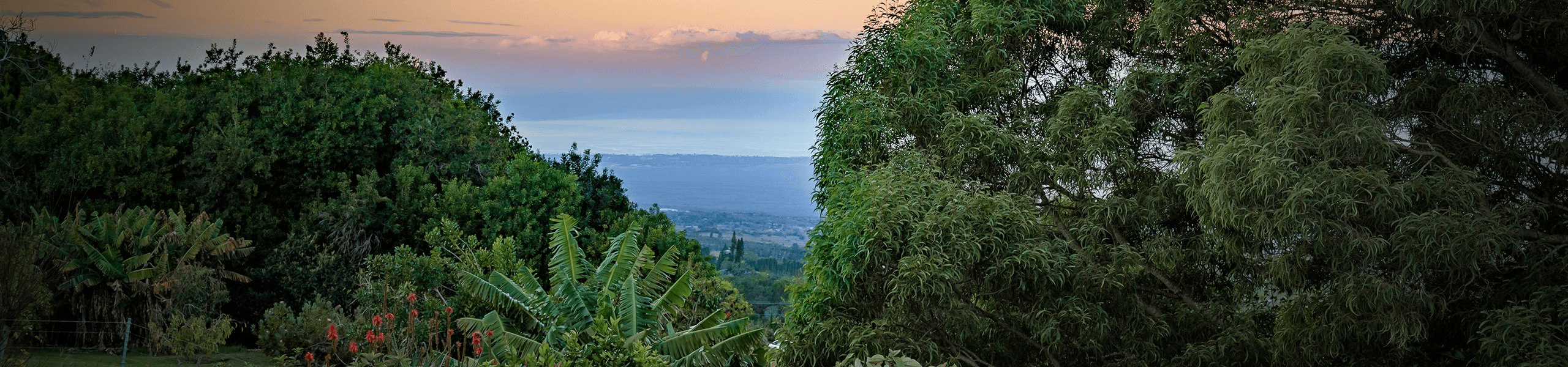 Meet the Tea Tour: Discover Kula's Tea Farm Charm